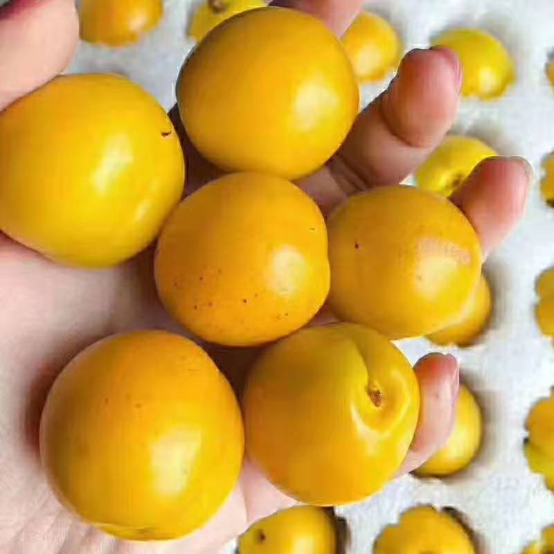 杏树苗优良品种:种植珍珠油杏树苗助力致富好帮手
