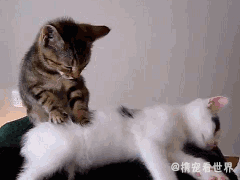猫咪踩奶: