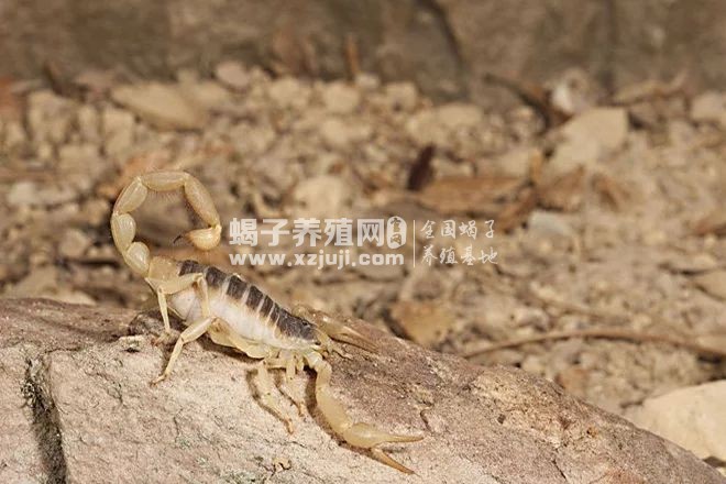 蝎子生活习性介绍,蝎子喜欢居住在什么样的生活环境