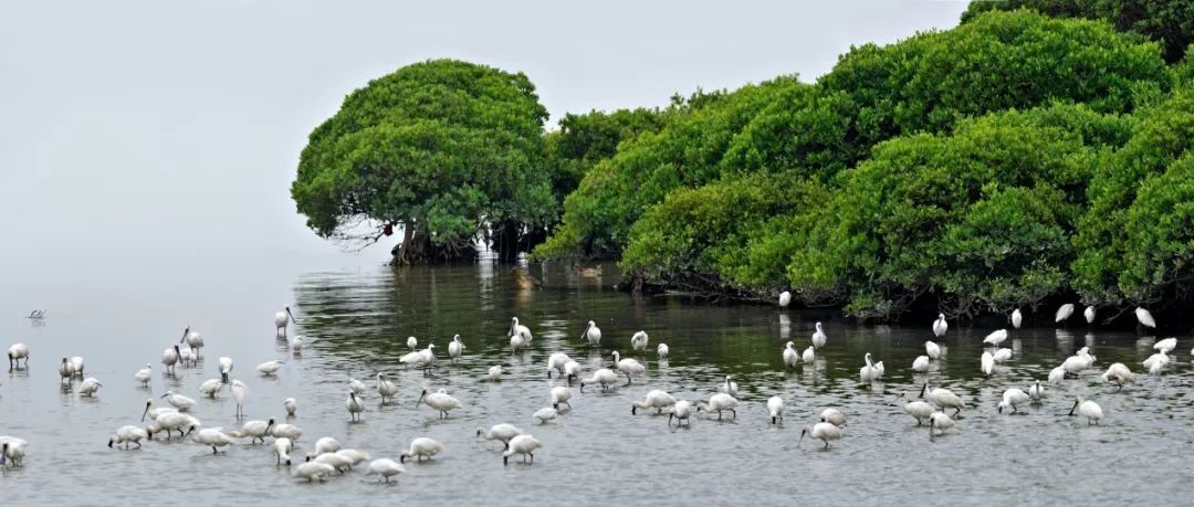 前方高能多图!候鸟也要开学啦!黑脸琵鹭即将