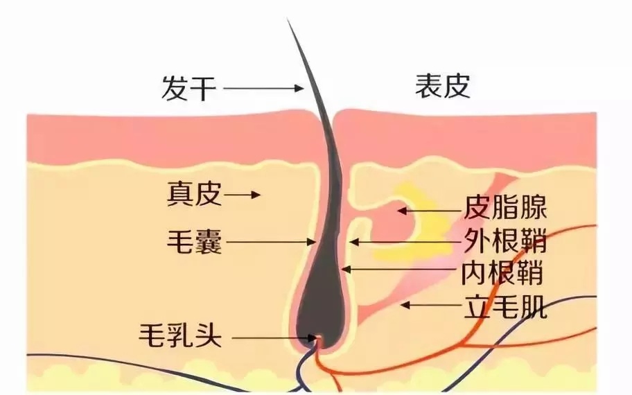 做毛囊检测,你知道重点看什么吗?_头皮