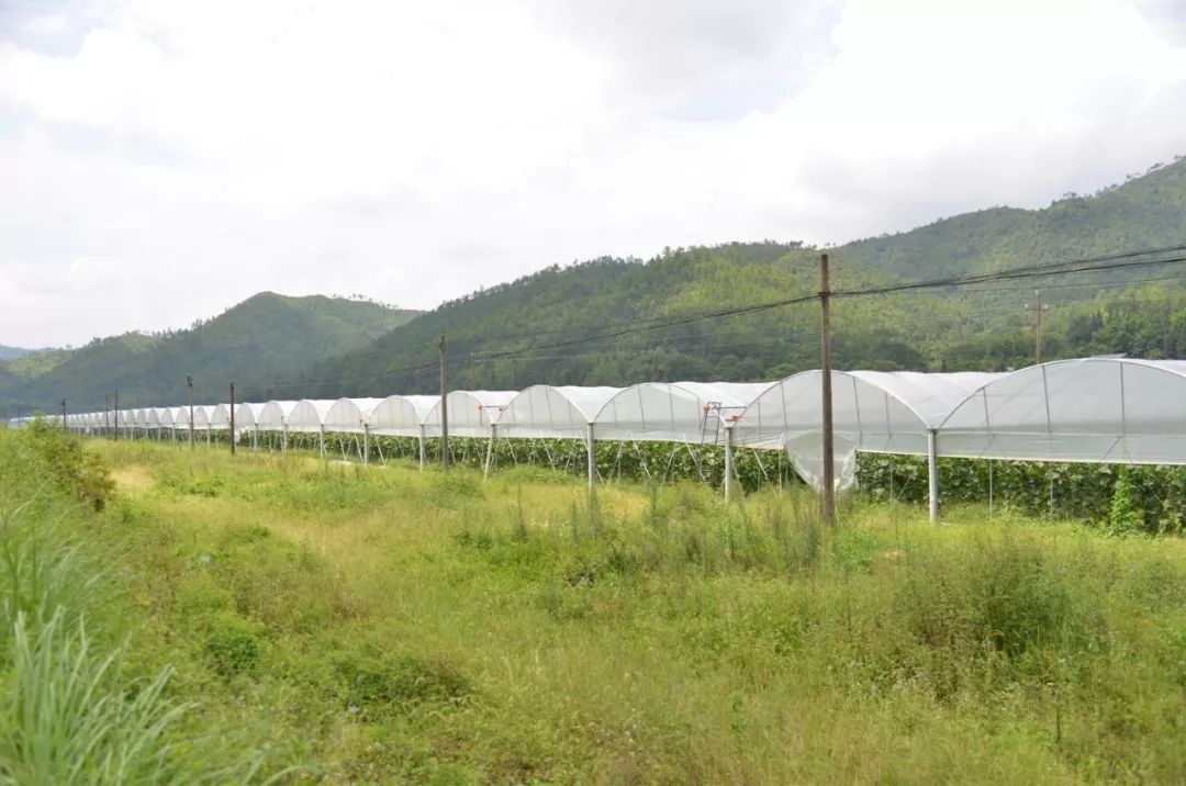 近日,记者来到该镇三亨村洋前坝中优农菜篮子示范基地,只见一个个