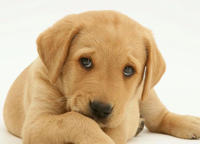 怎么看小狗性格好不好 66c2e749c88549898457a98437754419.jpeg