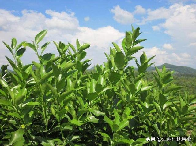 黄叶子补救小妙招 6a4032839aec4795a5d739f0044b84cd.jpeg