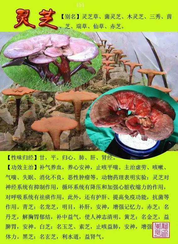 【必备】300种常用中草药图谱—含功能主治(三)