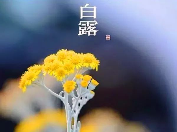 白露诗词丨露从今夜白,月是故乡明.