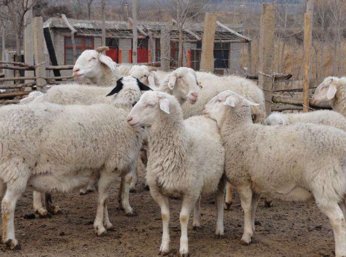 养羊收入超过十万的8大技巧?信不信由你?