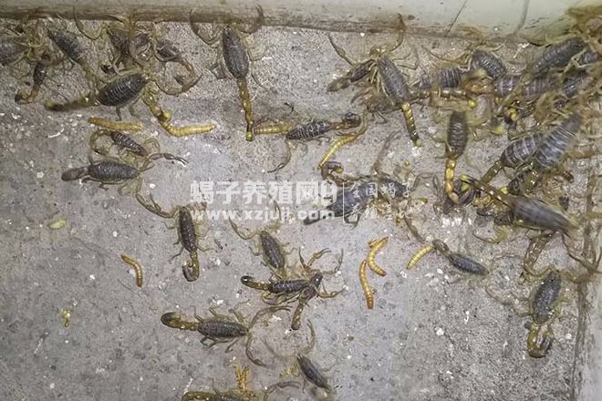 蝎子生活习性之蝎子群居习性的介绍
