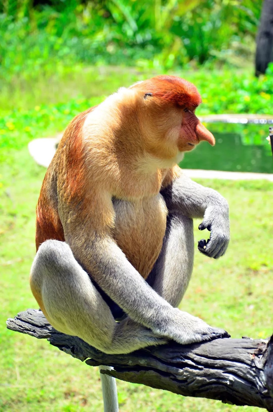 马来西亚山打根Sepilok猩猩康复中心 & 热带雨林探索中心 & 拉卜湾长鼻猴保护区一日游 - Klook客路