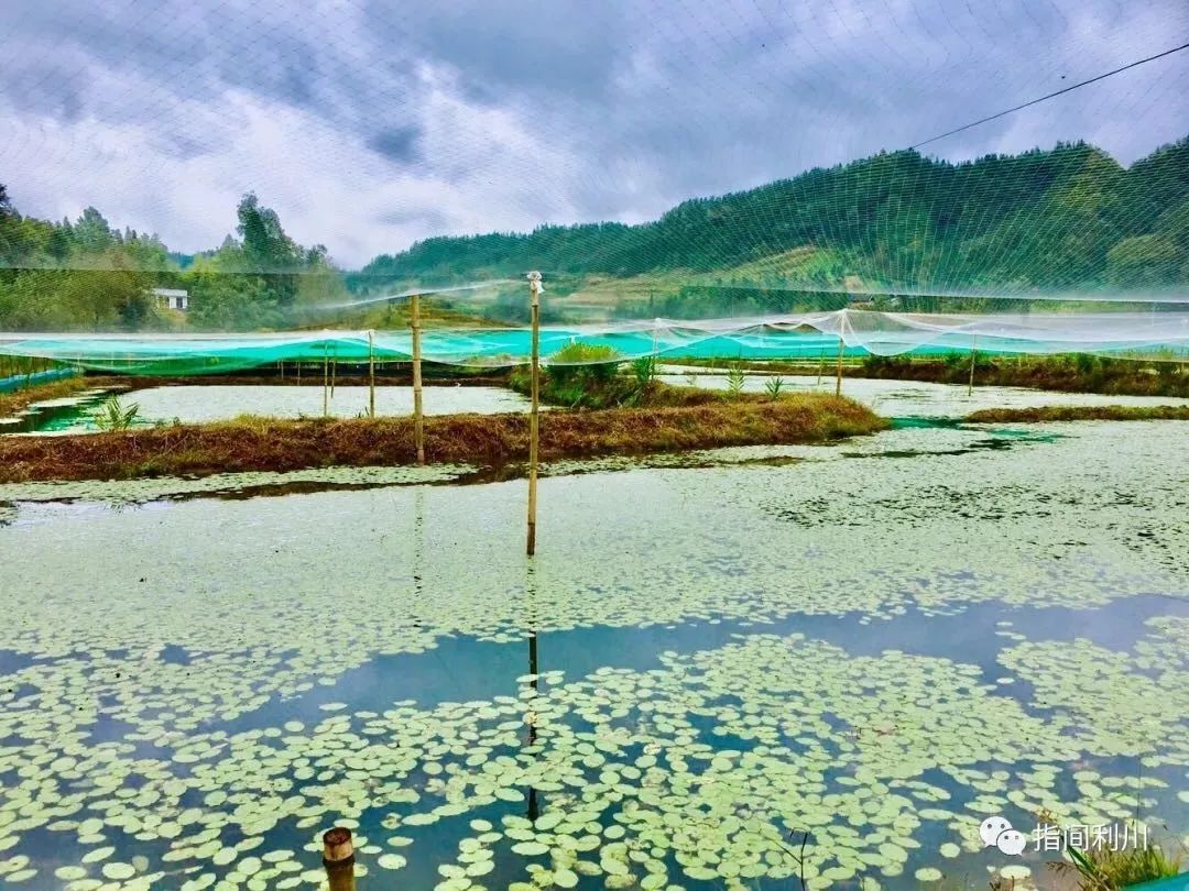央视深度财经聚焦利川,这些故事再上央视!