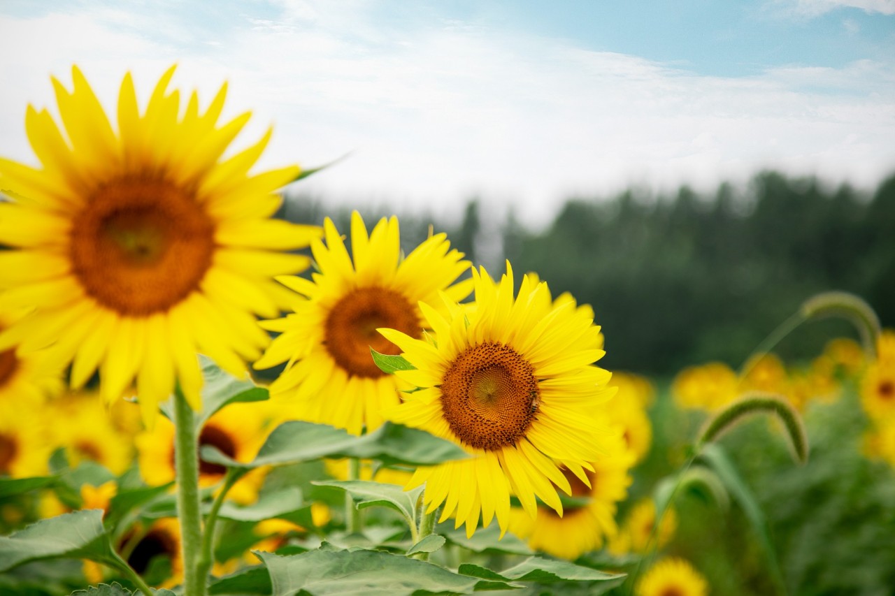潍坊一路向北!邂逅大片向日葵花田.