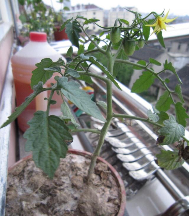 阳台种什么蔬菜最好春夏 a7d7da007e144455b15ab56ffac680f9.jpeg