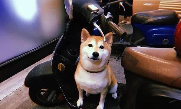 梦回现实,解读梦见自家的狗仔都不见了的深层含义 梦回现实,解读梦见自家的狗仔都不见了的深层含义