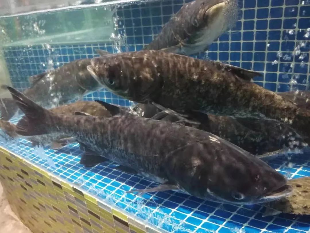 ▼千岛湖有机鱼