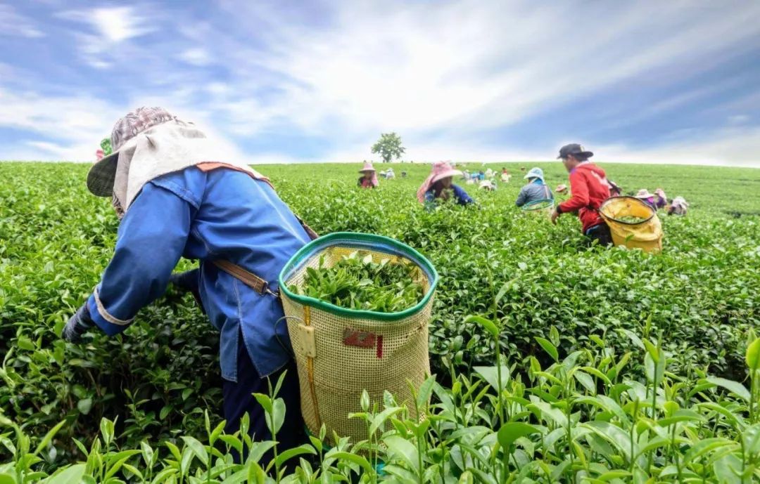 茶背岽下村人口_乌岽单丛凹富后手工茶(3)