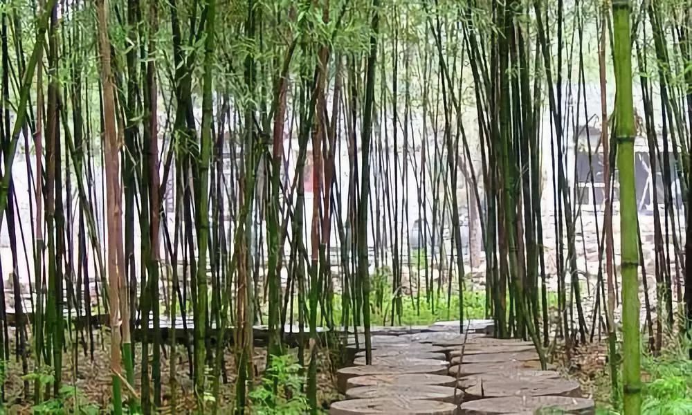 冀楠临:校园里的那片竹林