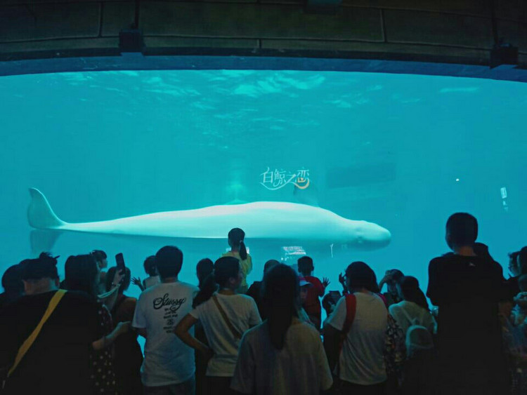 海洋公园哪个城市最好 b5b73b5637d949c38f593cb4e79378f4.jpeg