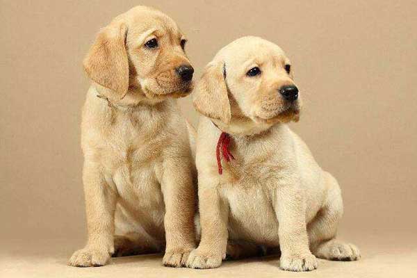 狗为啥吃塑料袋 bc5ae70f8a264f94969e254bf9d7c9b3.jpeg