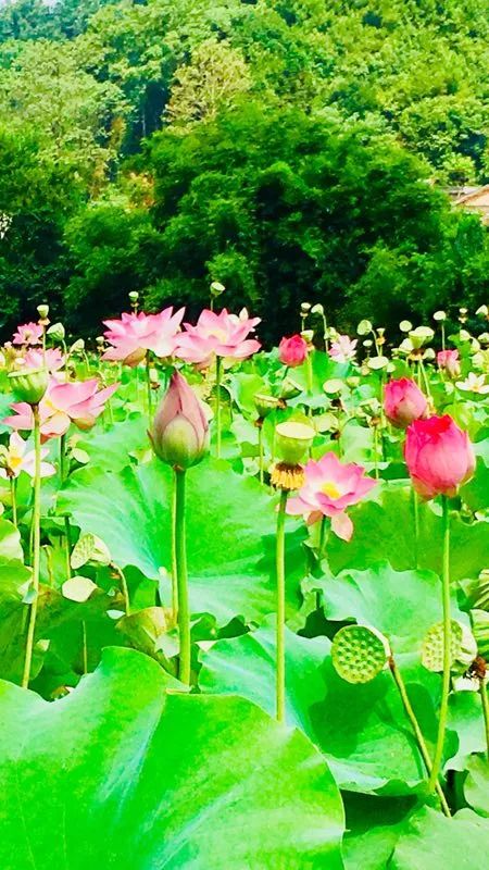 都匀沙寨人口_都匀旅游六角寨(2)