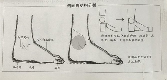 超详细的各种人物脚部结构画法!