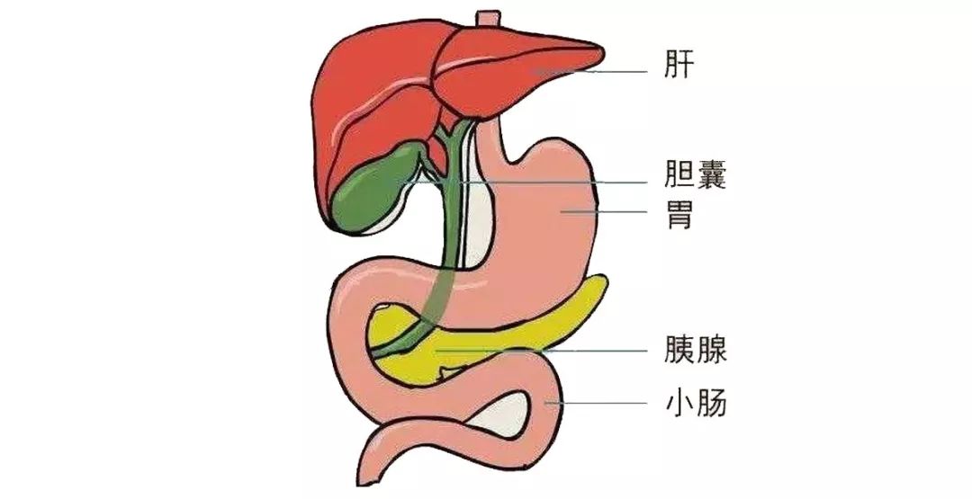 科普时间|不吃早餐真的会变胖还会得胆结石?