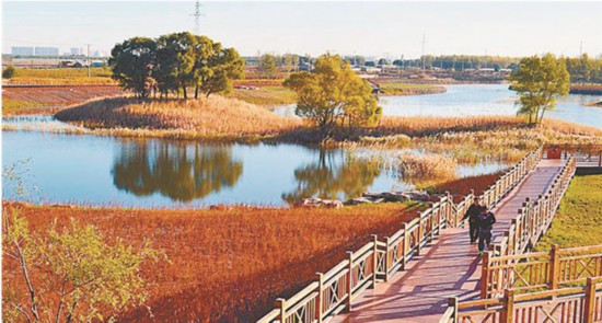 哈尔滨市免费开放公园达91座 免费开放率达96%_湿地
