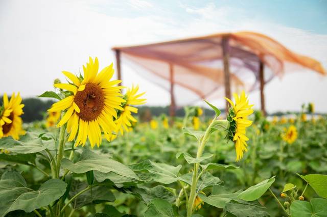 潍坊一路向北!邂逅大片向日葵花田.