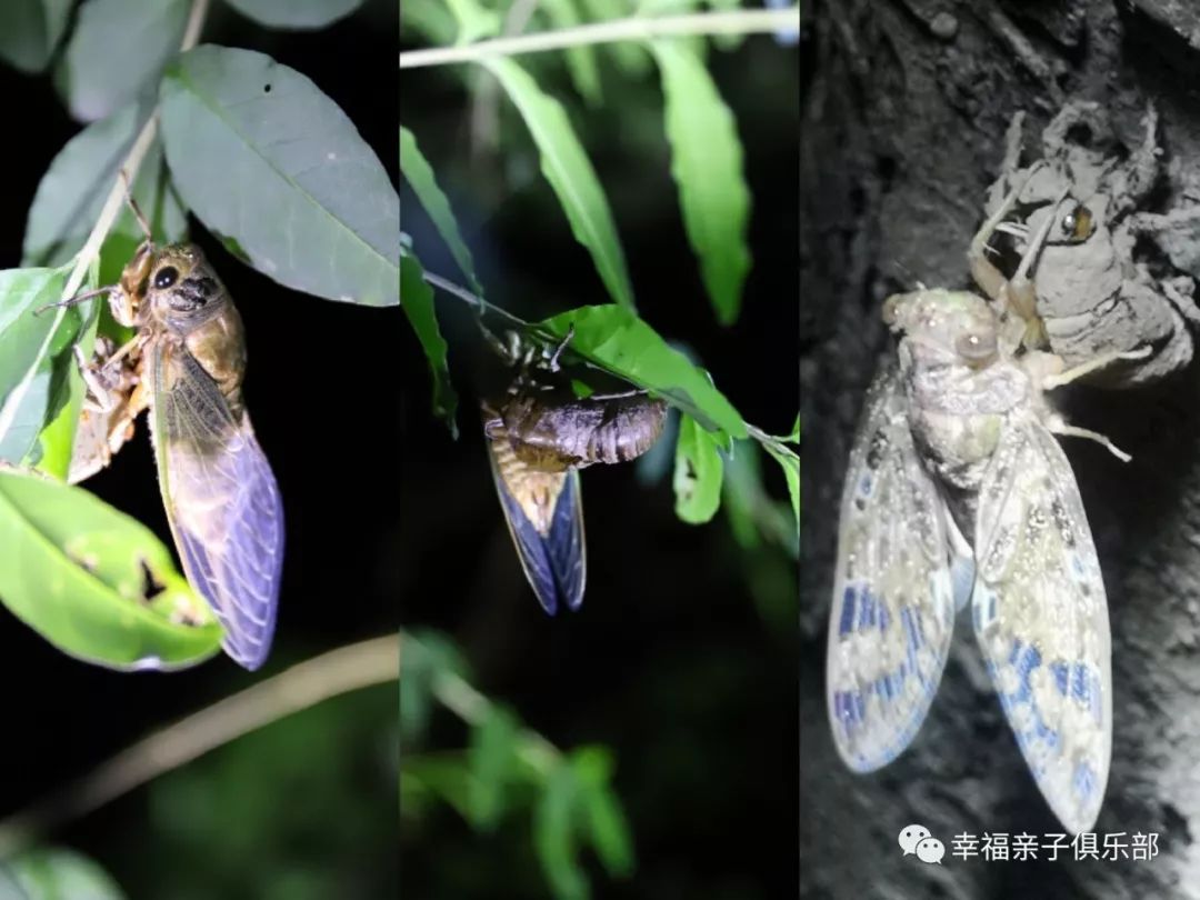 金龟子,小强蟑螂产的卵▼