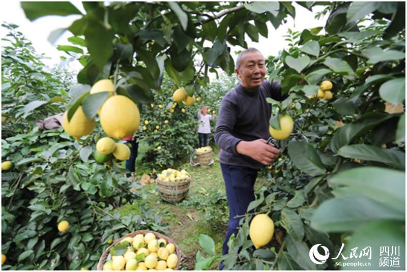 首届世界柠檬产业发展大会将在四川安岳召开