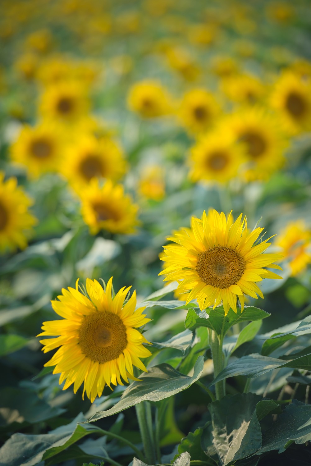 潍坊一路向北!邂逅大片向日葵花田.