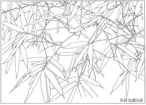 工笔素材竹子高清白描线稿图片41幅