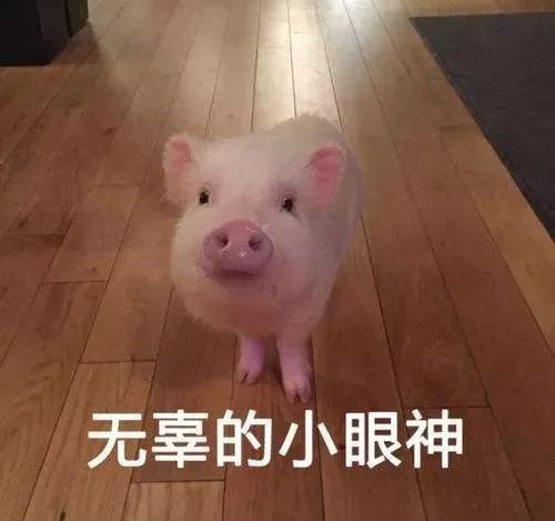 关于猪肉涨价,临沂市长发话了!