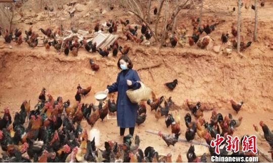 甘肃陇南市武都区脱贫攻坚妇女带头人祁晓芳正在饲养生态放养鸡.
