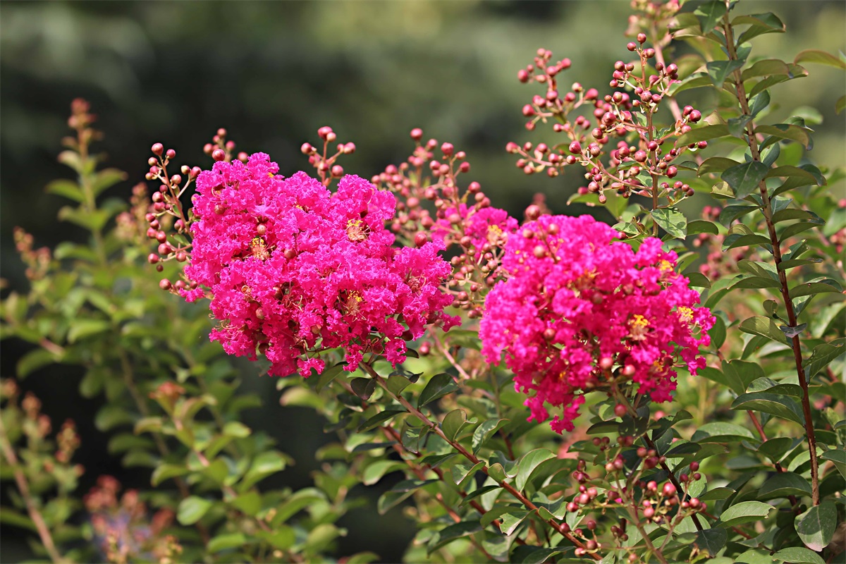 紫薇——盛夏绿遮眼 此花红满堂