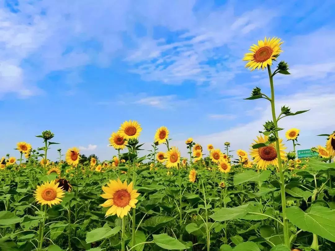 灿烂阳光 亦如翻过去的日子 幸福像今朝的花海 冥冥中仿佛有一个约定