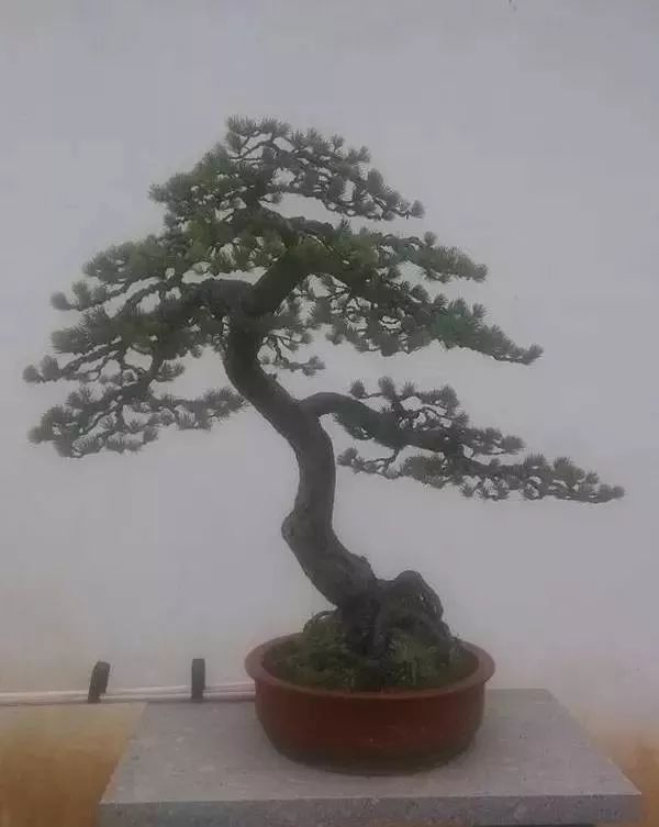 松树盆景造型制作教程 0fbb0b90afc64423847faa1d2621f815.jpeg