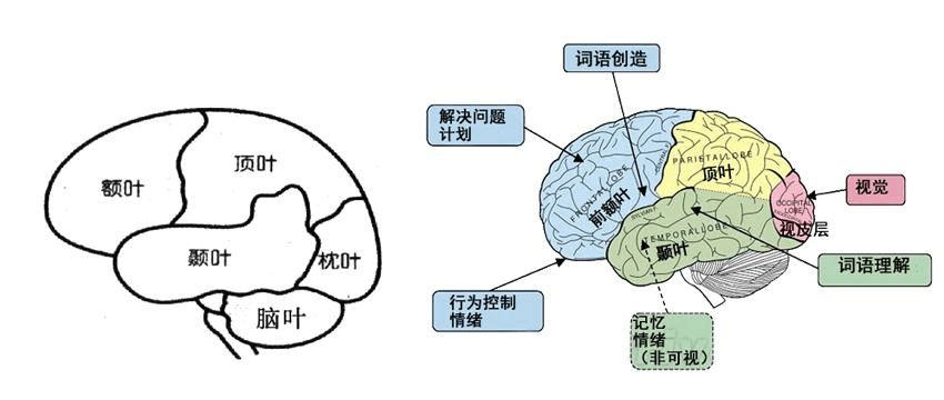 从神经学的角度来讲,专注,执行的能力,主要由大脑前额叶皮层来负责