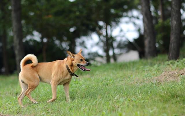 梦见娘家养了好多狗和鸡,周公解梦与家庭和谐的象征 梦见娘家养了好多狗和鸡,周公解梦与家庭和谐的象征