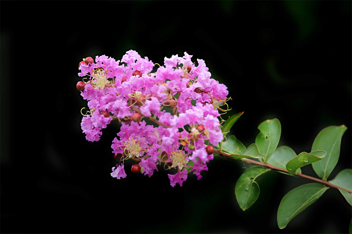 紫薇——盛夏绿遮眼 此花红满堂