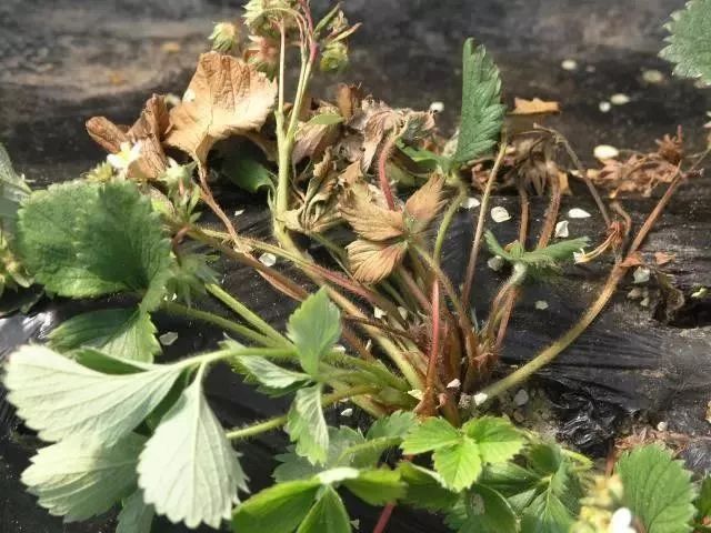上部倒伏,多呈暗绿色,最后猝倒或立枯状死亡;已经定植的草莓也是这样
