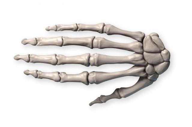 02,手骨下臂被分成两块骨头.
