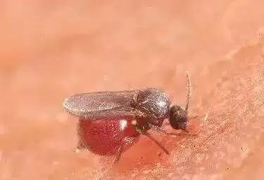 抓蚊子?海关关员这是在干嘛?