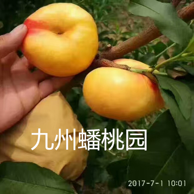 是郑果所研究的大果系油蟠品种,单果均重300克大果可达350克.