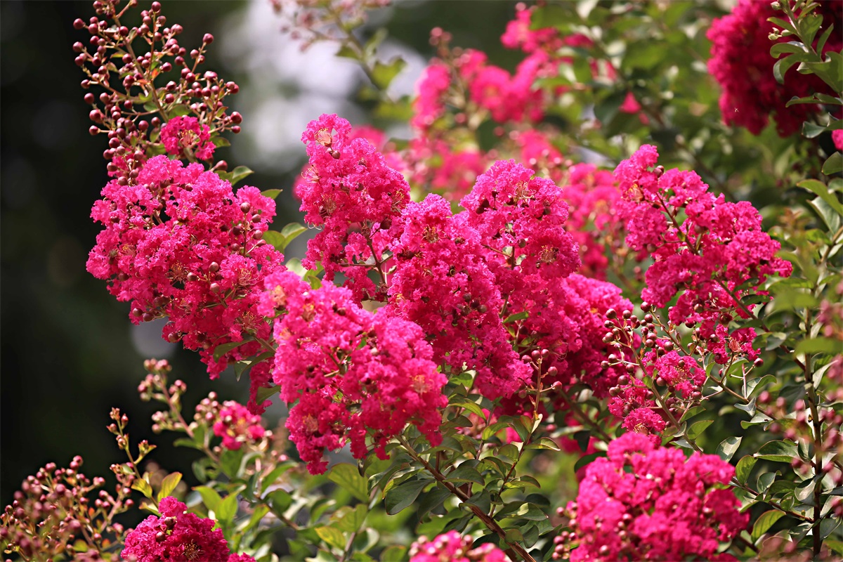 紫薇——盛夏绿遮眼 此花红满堂