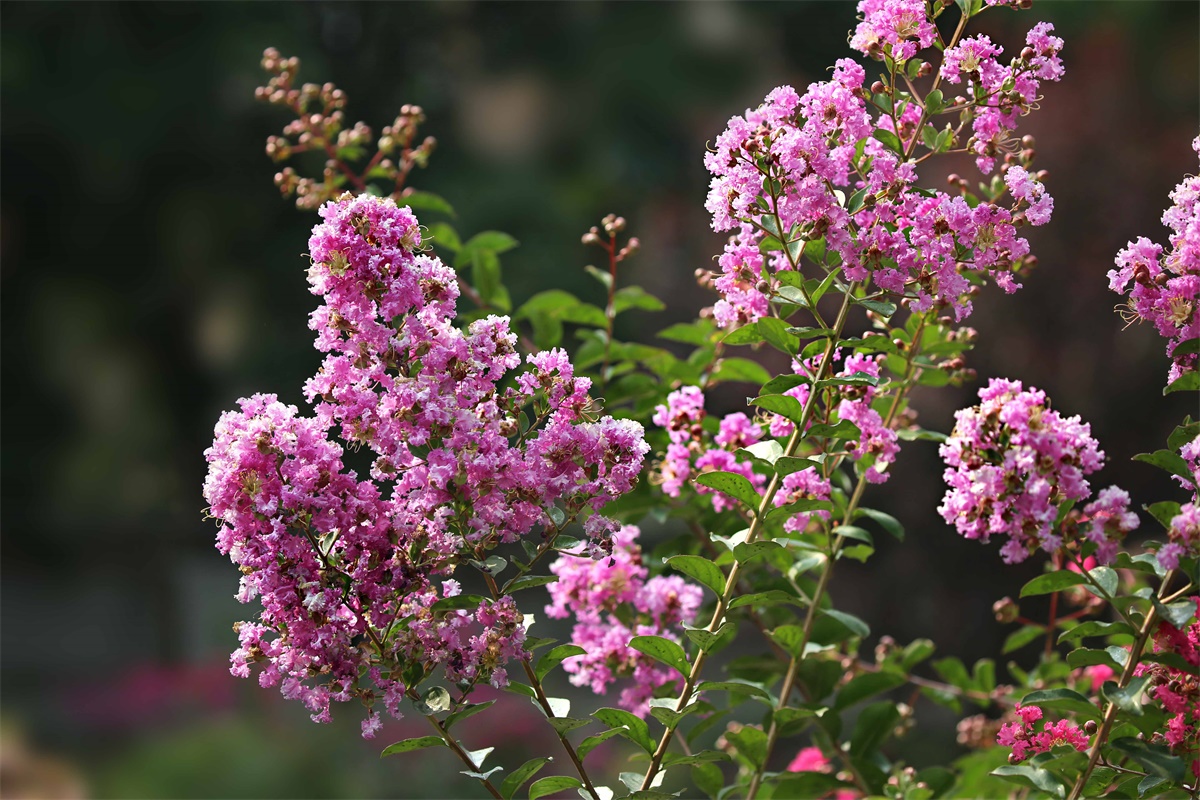 紫薇——盛夏绿遮眼 此花红满堂