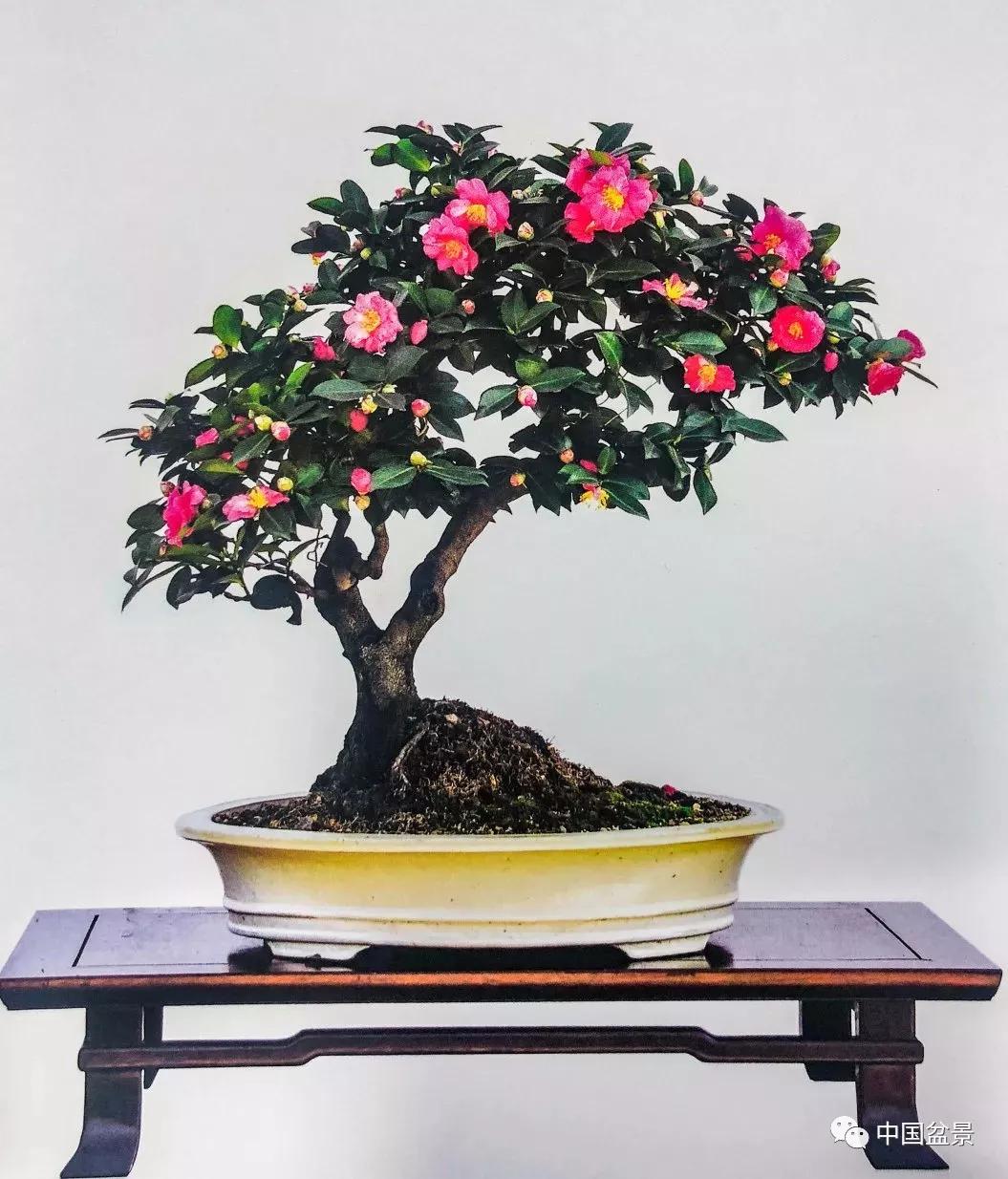 What are the categories of bonsai - Garden Ei