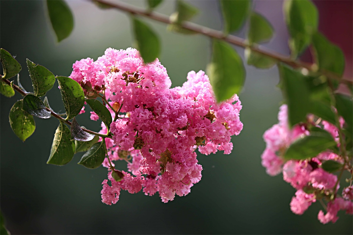 紫薇——盛夏绿遮眼 此花红满堂