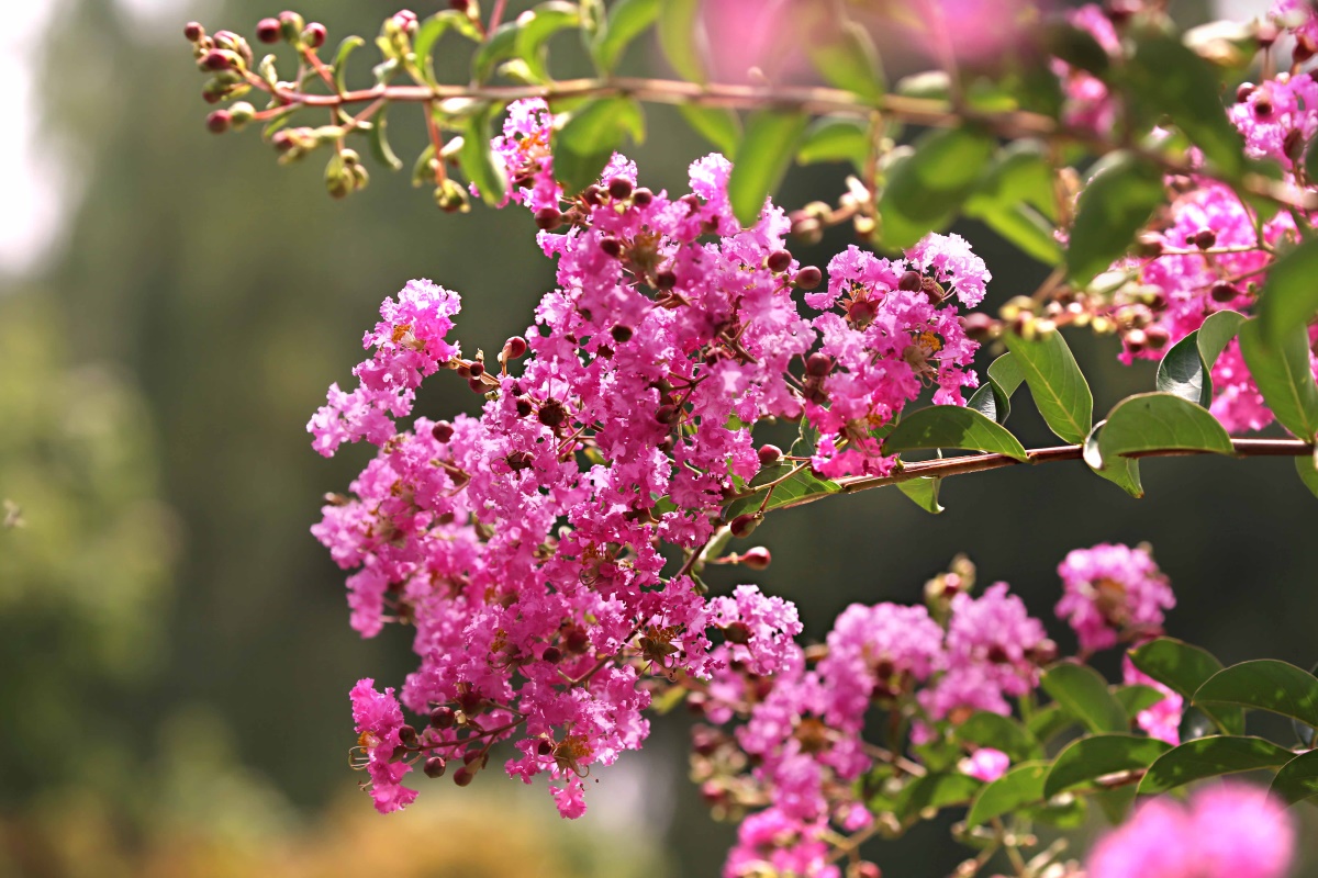 紫薇——盛夏绿遮眼 此花红满堂