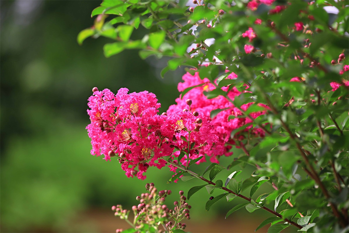 紫薇——盛夏绿遮眼 此花红满堂