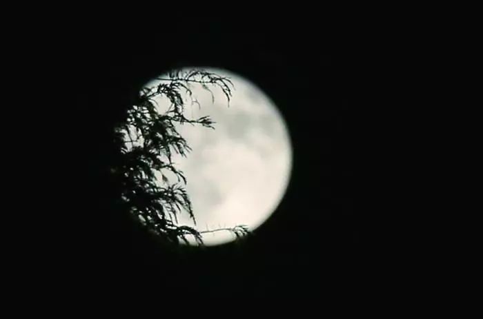 到南山竹林散步赏月, 听竹林中秋虫轻吟, 尽可领略"竹林月影"诗般意境